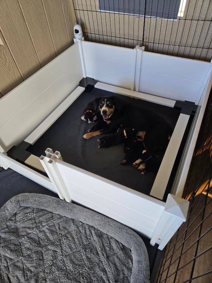 Whelping area