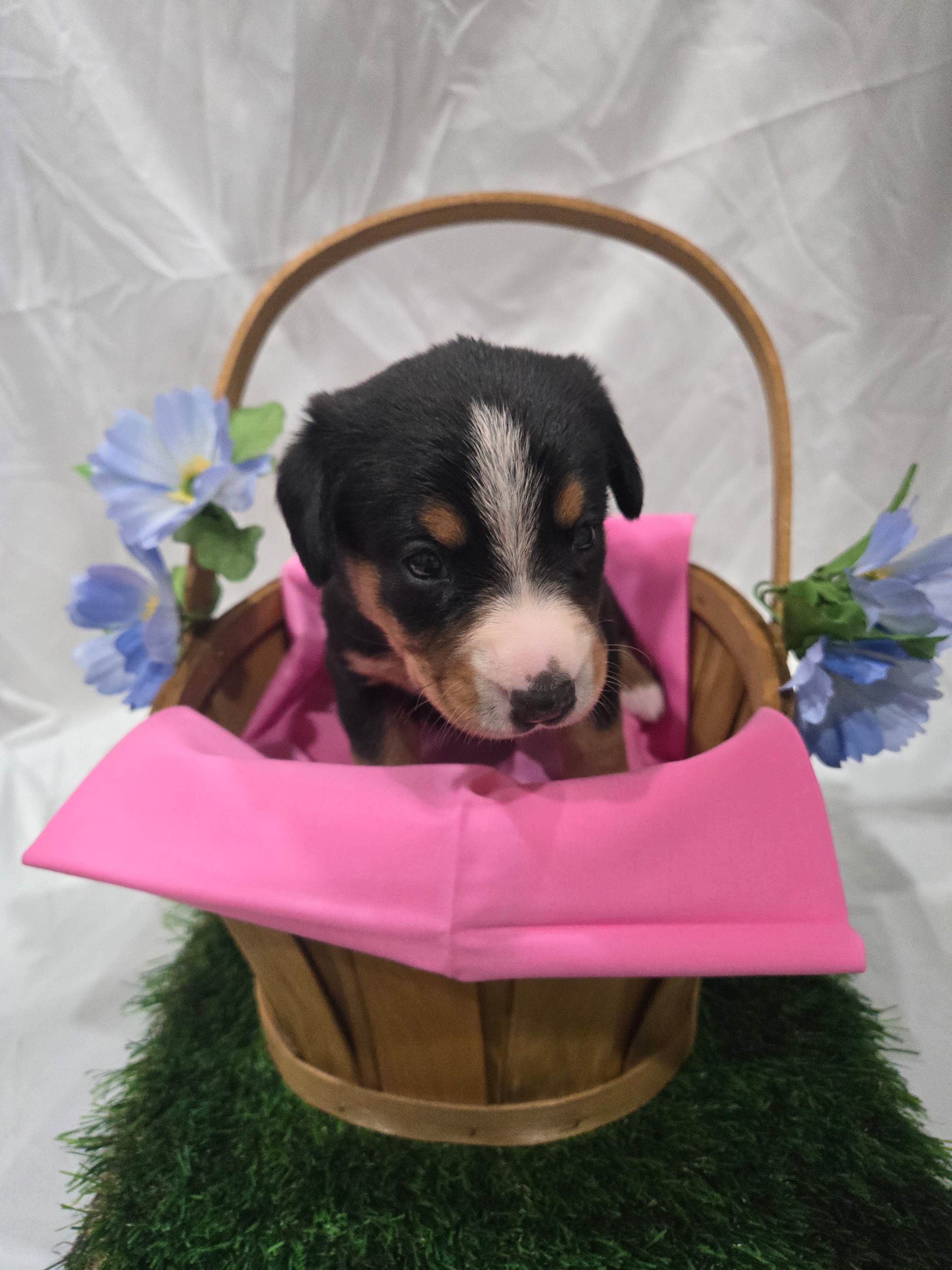 Pink Collar Female