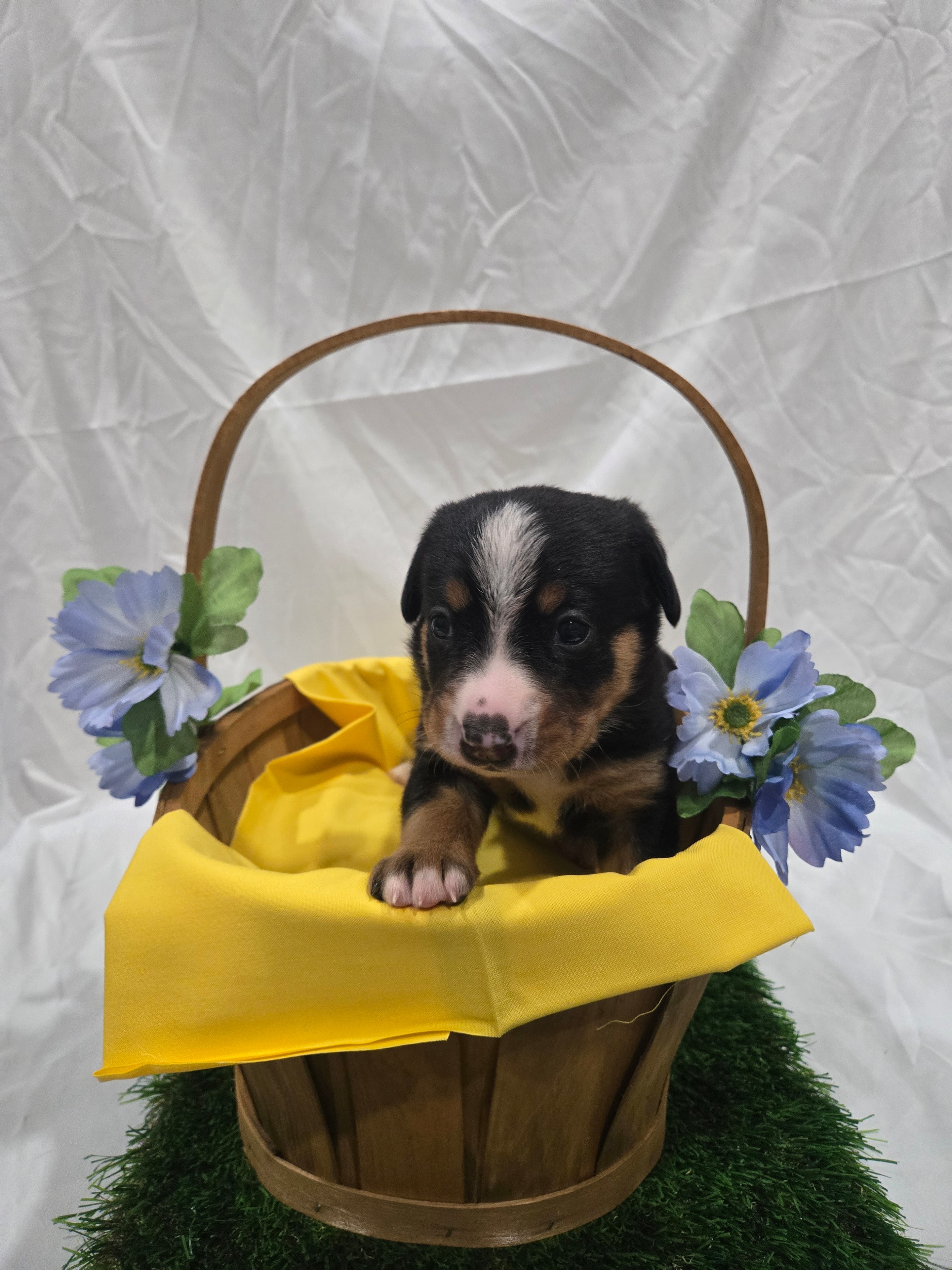 Yellow Collar Female