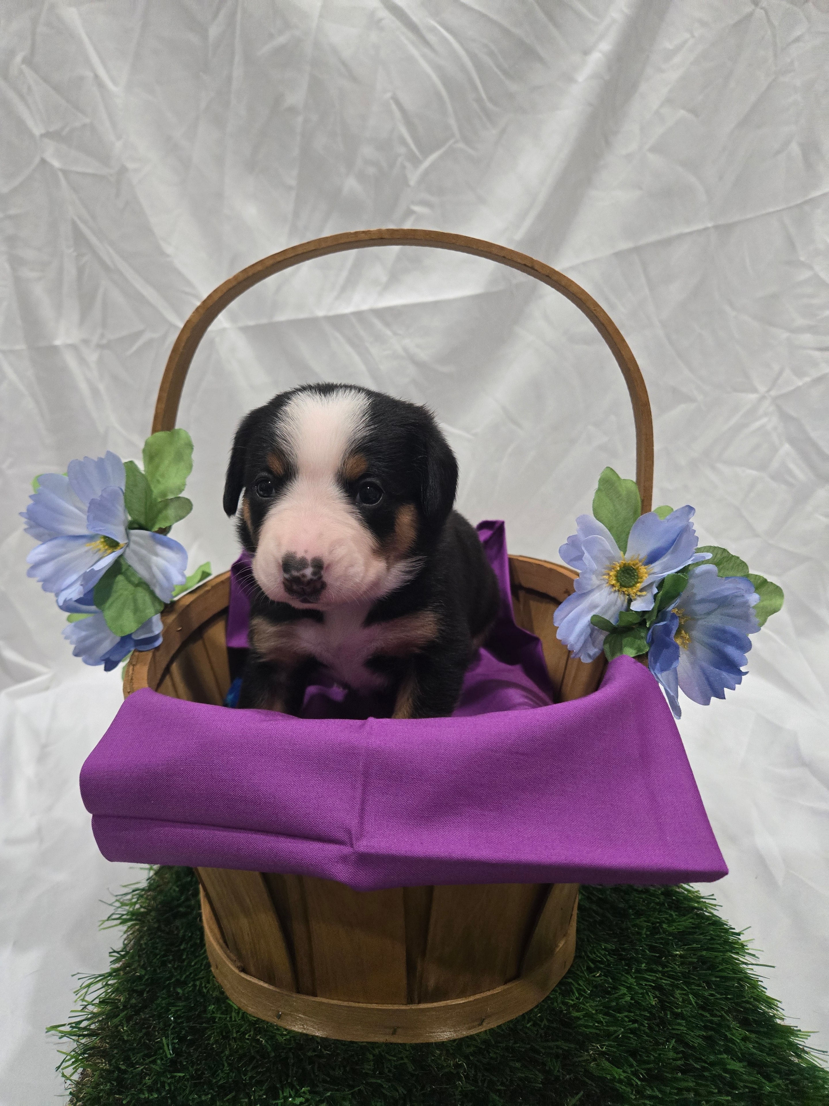 Purple Collar Female